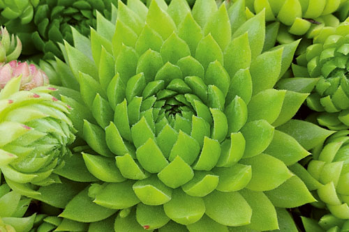 Hitzeprofis: Sempervivum CHICK CHARMS Key Lime Kiss Hitzeprofis: Sempervivum CHICK CHARMS Key Lime Kiss
