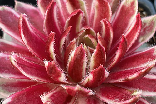 Hitzeprofis: Sempervivum CHICK CHARMS Lotus Blossom Hitzeprofis: Sempervivum CHICK CHARMS Lotus Blossom