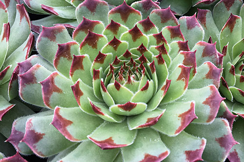Hitzeprofis: Sempervivum CHICK CHARMS Mint Marvel Hitzeprofis: Sempervivum CHICK CHARMS Mint Marvel