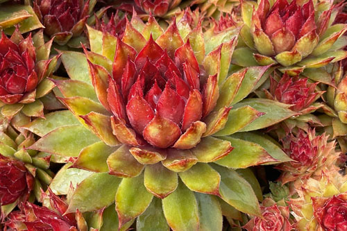 Hitzeprofis: Sempervivum CHICK CHARMS Pineapple Paradise Hitzeprofis: Sempervivum CHICK CHARMS Pineapple Paradise