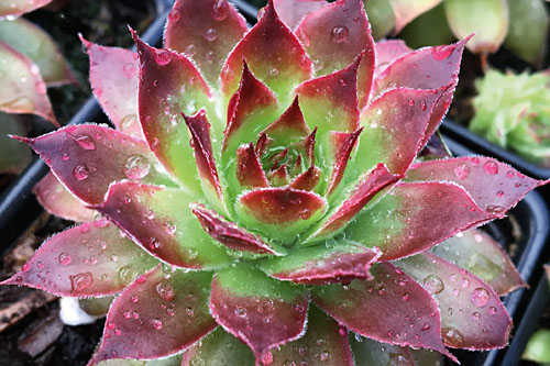 Hitzeprofis: Sempervivum CHICK CHARMS Strawberry Kiwi Hitzeprofis: Sempervivum CHICK CHARMS Strawberry Kiwi