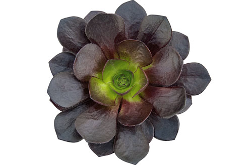Hitzeprofis: Semponium Destiny Hitzeprofis: Semponium Destiny