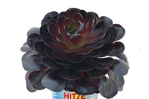 Hitzeprofis: Semponium Vortex Hitzeprofis: Semponium Vortex