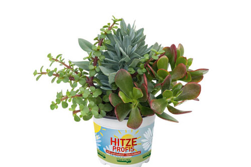 Crassula, Portulacaria, Senecio TrioMio Hitzeprofis Atacama