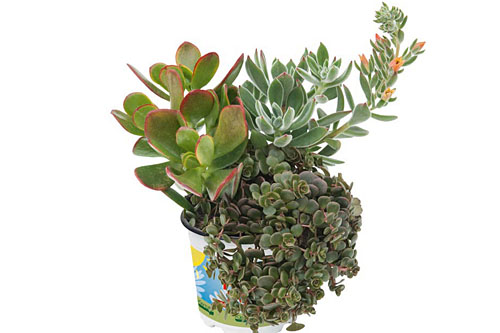 Crassula, Echeveria, Sedum tetractinum TrioMio Hitzeprofis Gobi