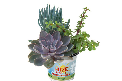 Echeveria, Portulacaria, Senecio TrioMio Hitzeprofis Mojave