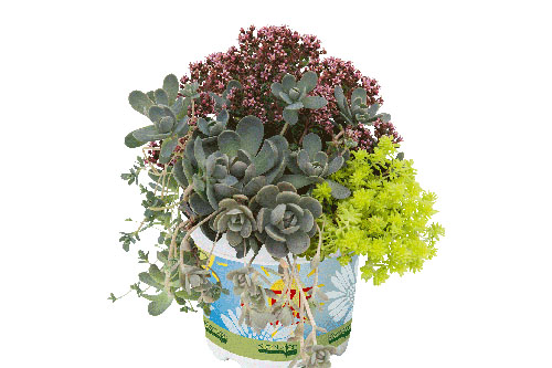 TrioMio Hitzeprofis Negev (Crassula, Orostachys, Sedum)