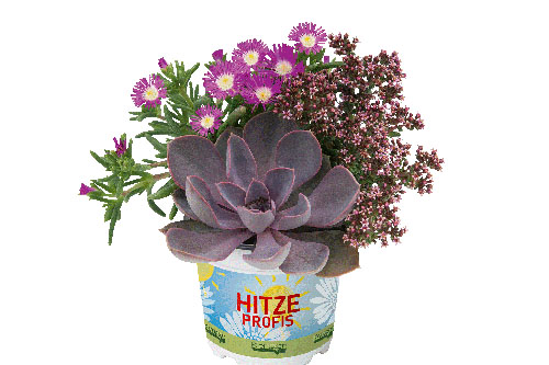 TrioMio Hitzeprofis Yuma (Delosperma, Crassula, Echeveria) TrioMio Hitzeprofis Yuma (Delosperma, Crassula, Echeveria)