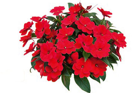 Impatiens Bonita Macau Impatiens Bonita Macau