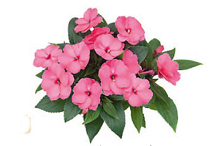 Impatiens Nicoya