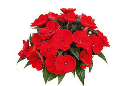 Impatiens Bonita Quepos Impatiens Bonita Quepos