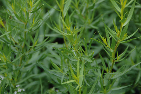 Artemisia  Pfefferkorn