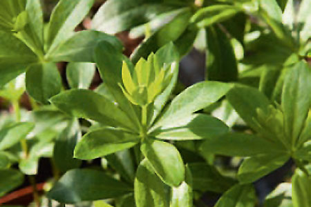 Galium odoratum Sterntaler