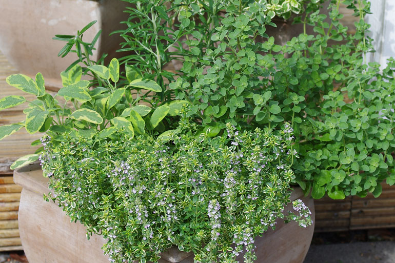 Herbs from Kientzler Young Plants