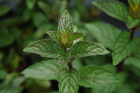 Mentha spicata  Chocolate