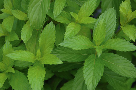 Mentha piperita  Swiss Mint