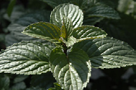 Mentha spicata  Thringer Minze