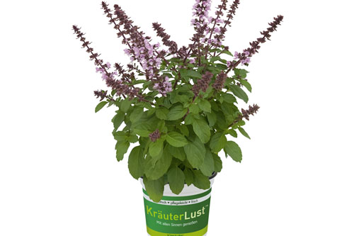 Ocimum BEEZTY BOYS Lavender Kanzi