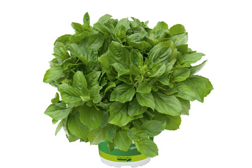 Ocimum BEEZTY BOYS White Risasi
