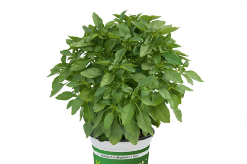 Herbs: Ocimum SPICY GIRLS Amelia