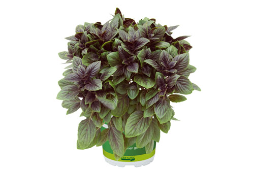 Vegetable plants