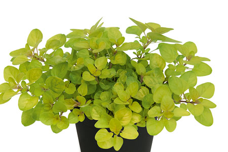 Origanum Gold Oregano