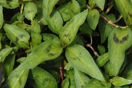 Polygonum  Vietnamesicher Koriander