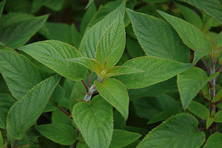 Salvia rutilans  Ananassalbei