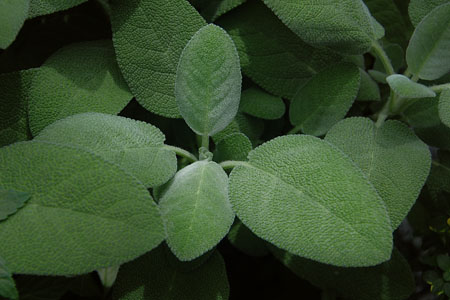 Salvia officinalis  Berggarten