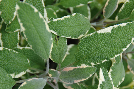 Salvia officinalis  Tricolor