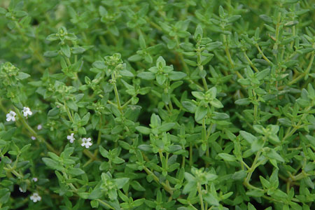 Thymus vulgare  Kugelthymian