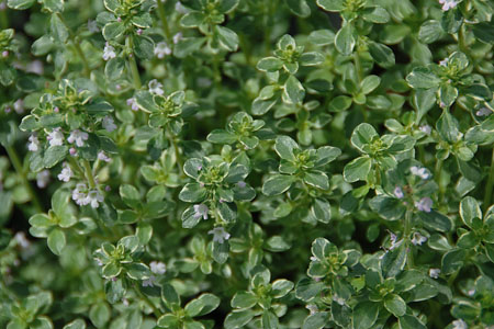 Thymus citriodorus  Silver Queen