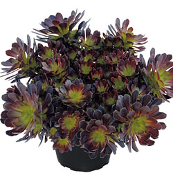 Aeonium 'Tip Top' Aeonium 'Tip Top'