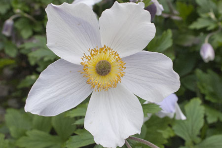 Anemone Wild Swan