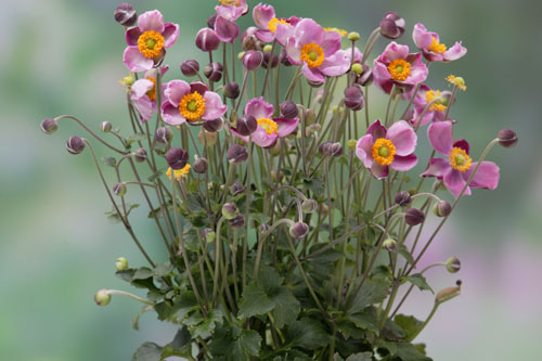 Sommertopf: Anemone  Pink Cloud