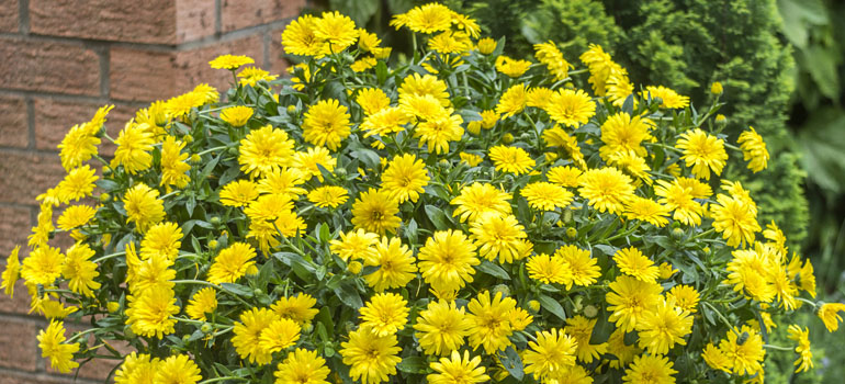 Calendula Powerdaisy Sunny Calendula Powerdaisy Sunny