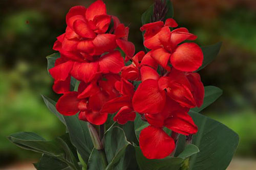 Canna CannaSol Happy Carmen