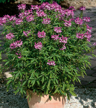 Cleome Señorita Rosalita