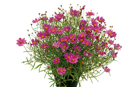 Coreopsis  Pink Lady