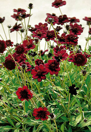 Cosmos Chocamocha