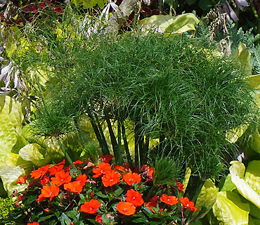 Cyperus Nofretete Cyperus Nofretete