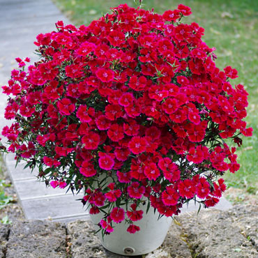 Dianthus Summer Diamonds Dark Red