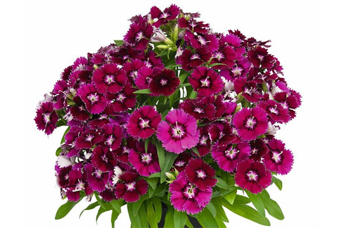 Sommertopf: Dianthus SUMMER DIAMONDS Light Pink