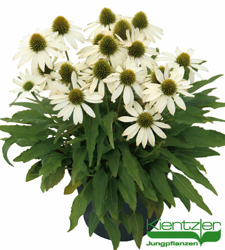 Echinacea Conetto Melon