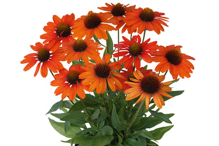 Echinacea Kismet Intense Orange