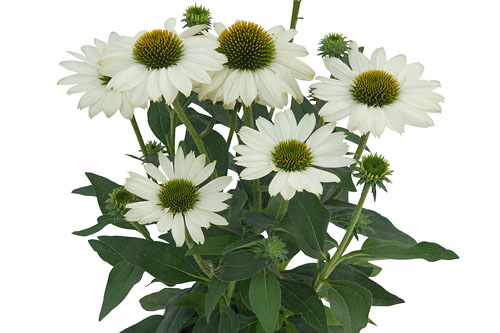 Echinacea KISMET White