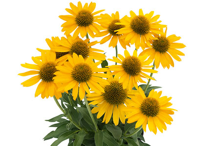 Echinacea Kismet Yellow