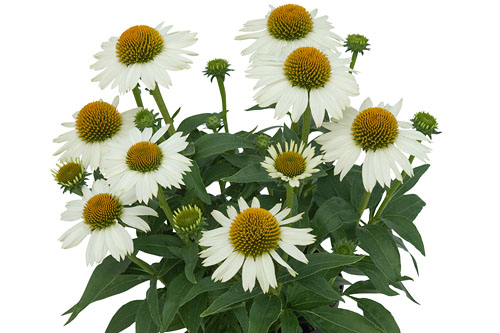 Echinacea MEDITATION White