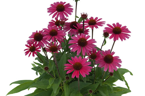 Echinacea SENSATION Pink