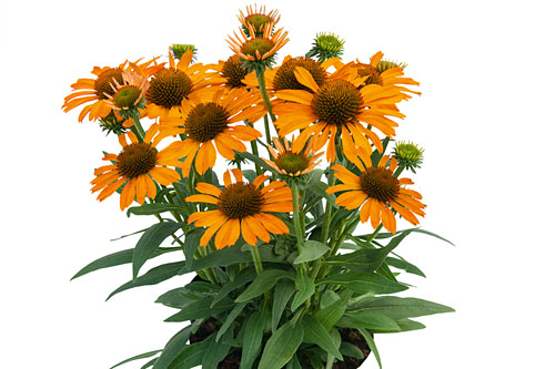 Echinacea Prima Saffron